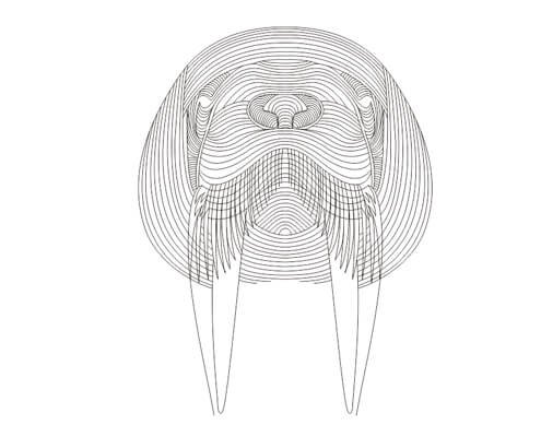 walrus 3D illusion led night lamp